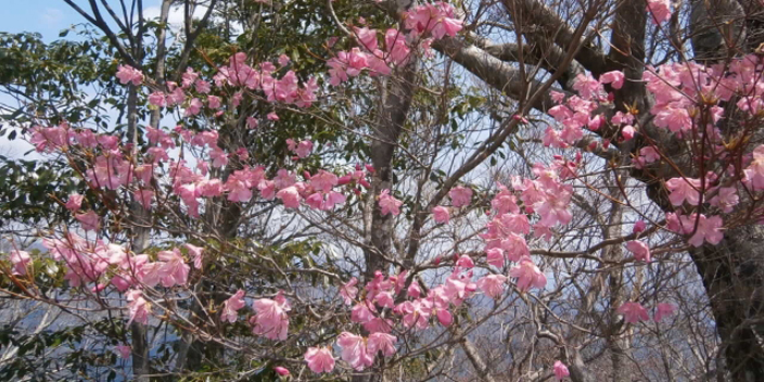 福島県西白河郡西郷村の花　ヤシオツツジ