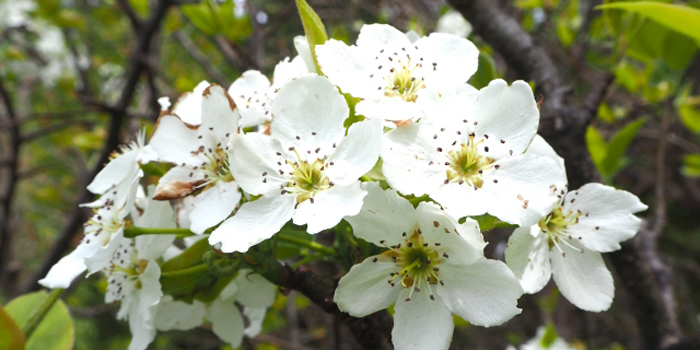 福島県双葉郡大熊町の花　梨