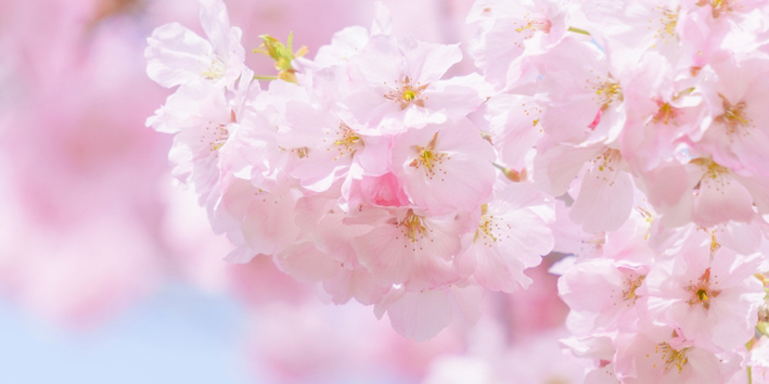 福島県遠田郡大玉村の花　さくら