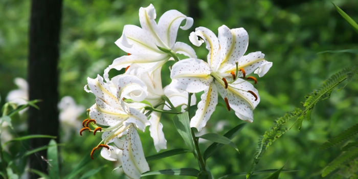 福島県東白川郡鮫川村の花　ヤマユリ
