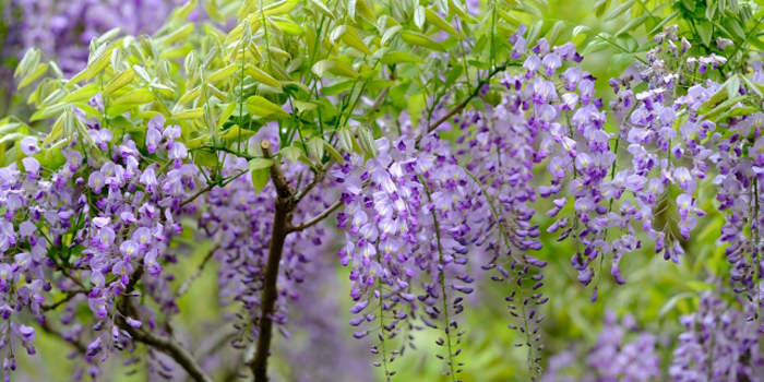 福島県南会津郡下郷町の花　フジ