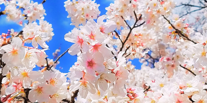 福島県相馬郡新地町の花　さくら