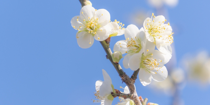 福島県白河市の花　ウメ