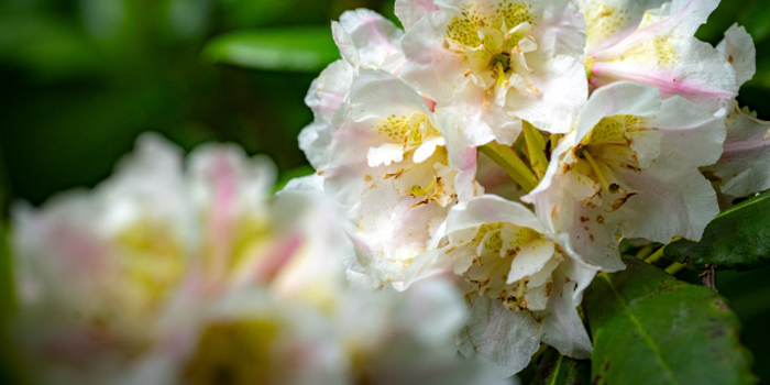 福島県の花　ネモトシャクナゲ