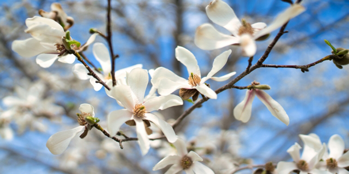 福島県南会津郡只見町の花　コブシ