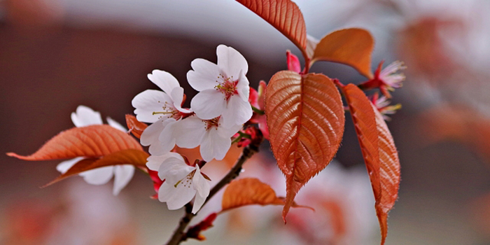 福島県石川郡玉川村の花　ヤマザクラ