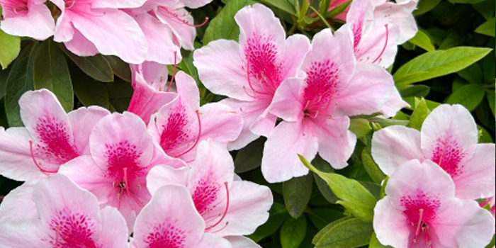 福島県田村市の花　ツツジ