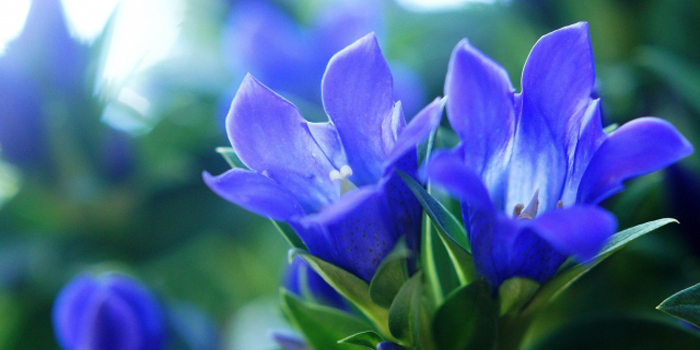福島県岩瀬郡天栄村の花　リンドウ