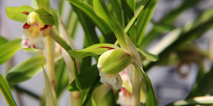 福島県西白河郡矢吹町の花　春蘭