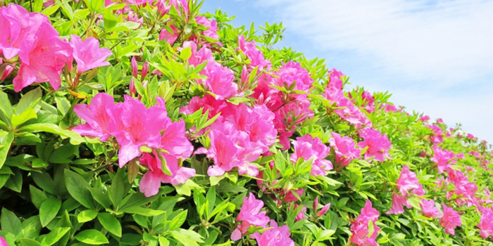 福島県東白川郡矢祭町の花　つつじ