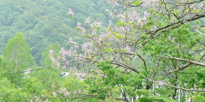 福島県河沼郡柳津町の花　桐
