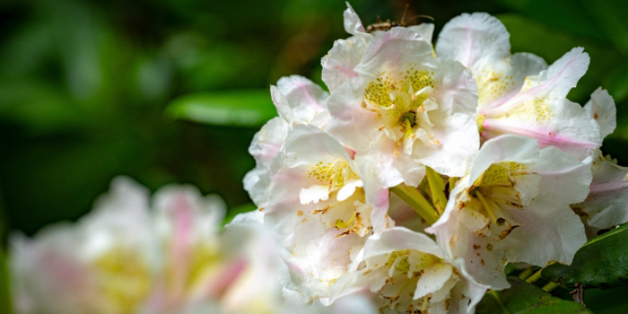 福島県の花　ネモトシャクナゲ