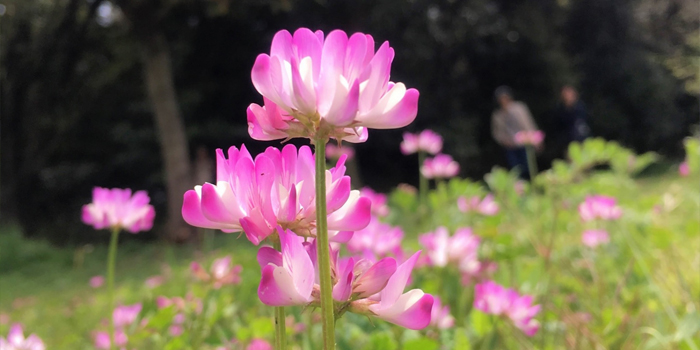 岐阜県の花　れんげ