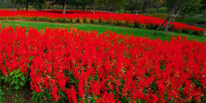 岐阜県岐阜市の花 サルビア