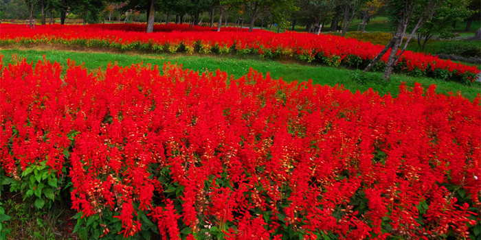 岐阜県岐阜市の花　サルビア