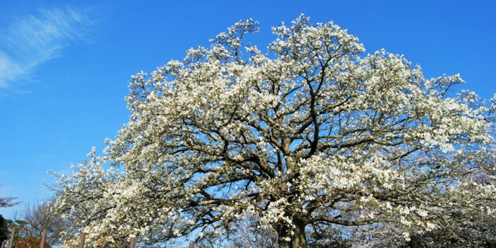 岐阜県郡上市の花　こぶし