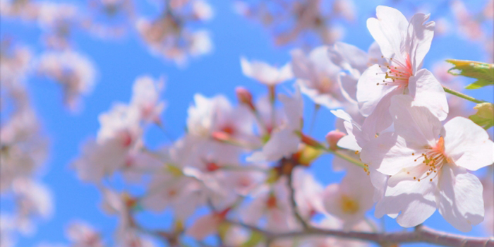 岐阜県羽鳥郡笠松町の花　さくら