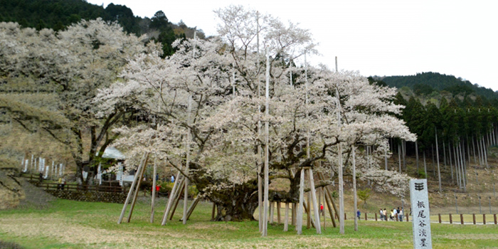 岐阜県本巣市の花 薄墨桜