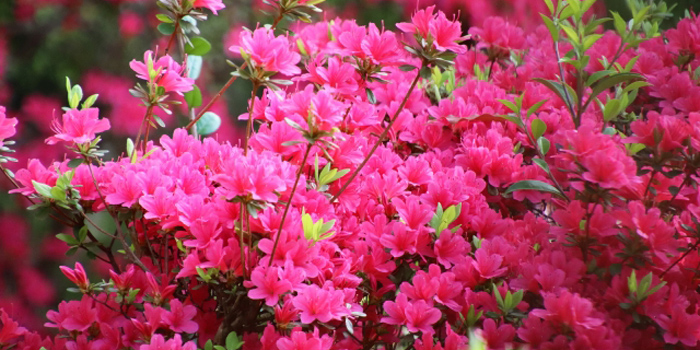 岐阜県大垣市の花　サツキ