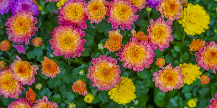 岐阜県関市の花　菊