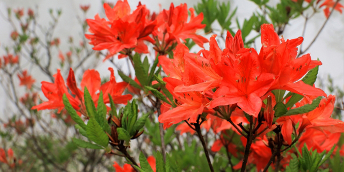 群馬県の花　レンゲツツジ