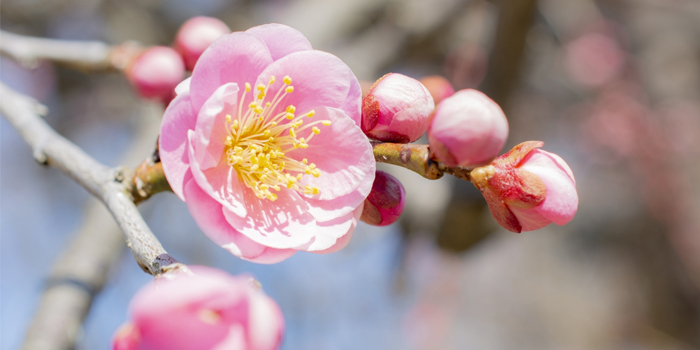 群馬県安中市の花　梅