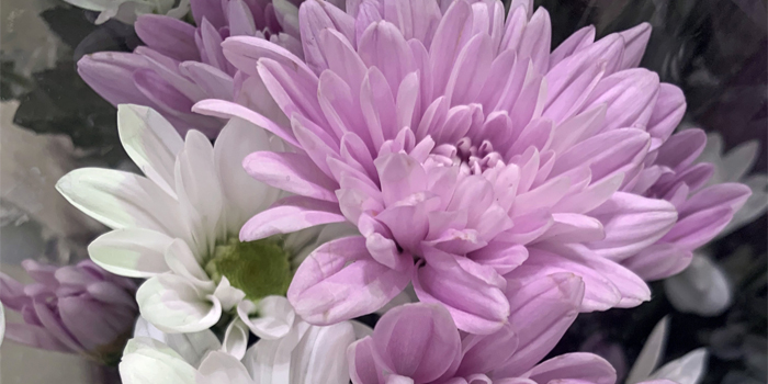 群馬県邑楽郡千代田町の花　キク