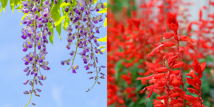 群馬県藤岡市の花　フジ・サルビア