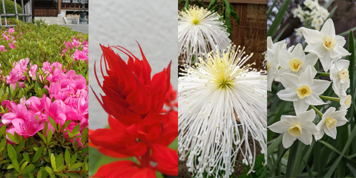 群馬県伊勢崎市の花 春・ツツジ、夏・サルビア、秋・キク、冬・スイセン