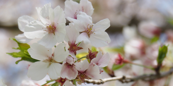 群馬県邑楽郡板倉町の花　サクラ