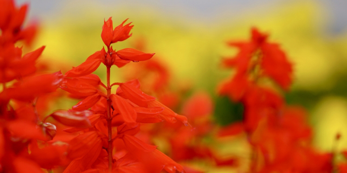 群馬県桐生市の花　サルビア