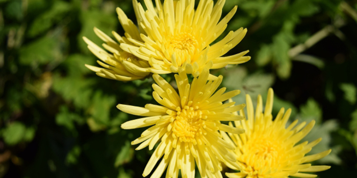 北群馬郡吉岡町の花　キク