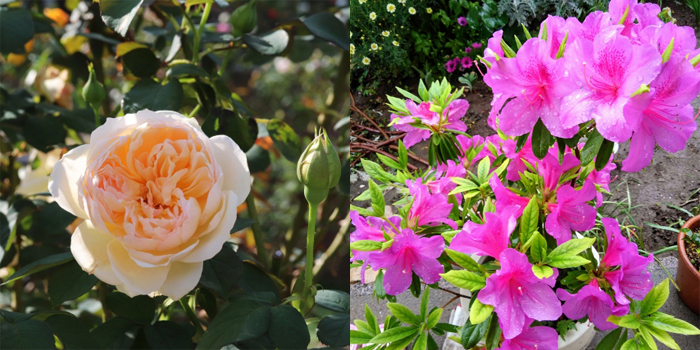 群馬県前橋市の花 バラ・ツツジ