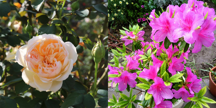 群馬県前橋市の花　バラ・ツツジ