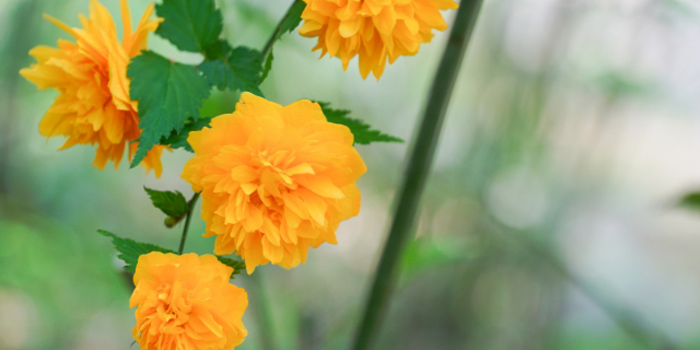 群馬県利根郡みなかみ町の花　やまぶき