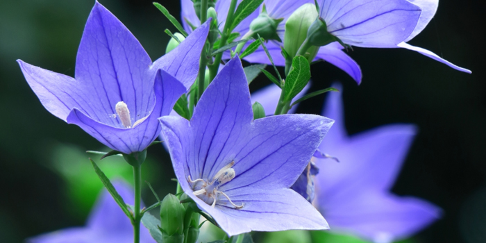 群馬県沼田市の花　キキョウ