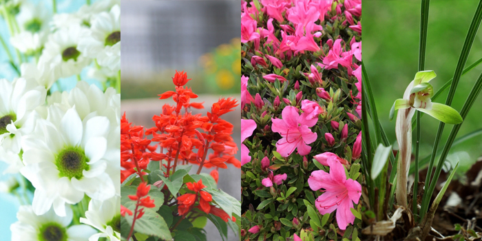 群馬県太田市の花　キク・サルビア・ツツジ・シュンラン