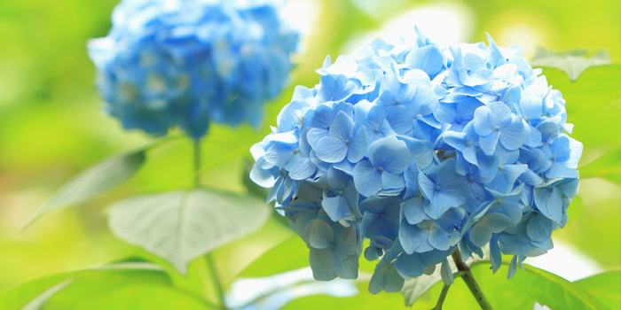 群馬県渋川市の花　アジサイ