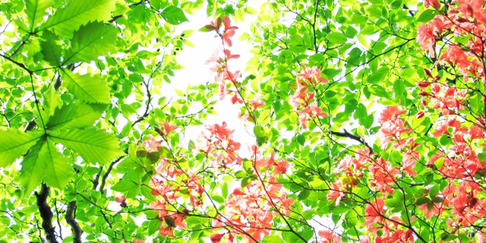 群馬県館林市の花　ヤマツツジ