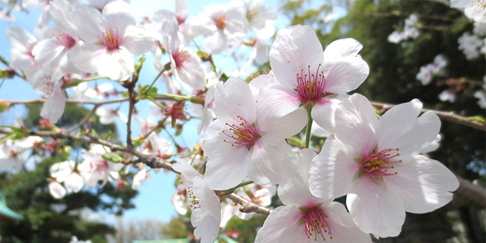 群馬県富岡市の花　サクラ