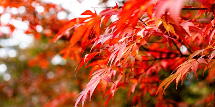 広島県の花　モミジ