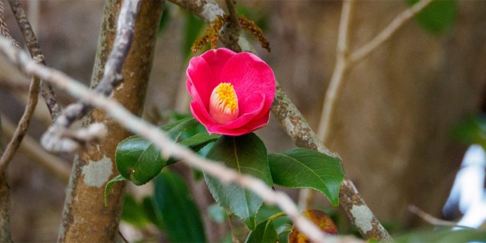 広島県府中町の花　ツバキ