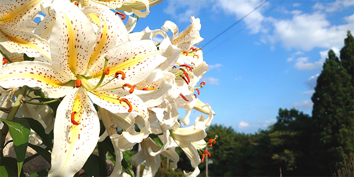 広島県安芸太田町の花　ヤマユリ