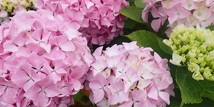 広島県安芸高田市の花　アジサイ