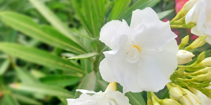 広島市の花　キョウチクトウ