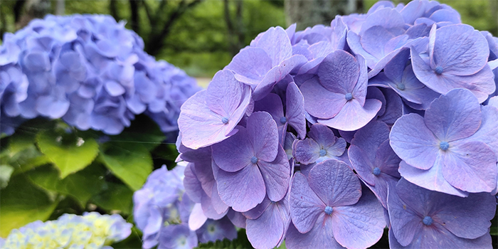 広島県府中市の花　アジサイ