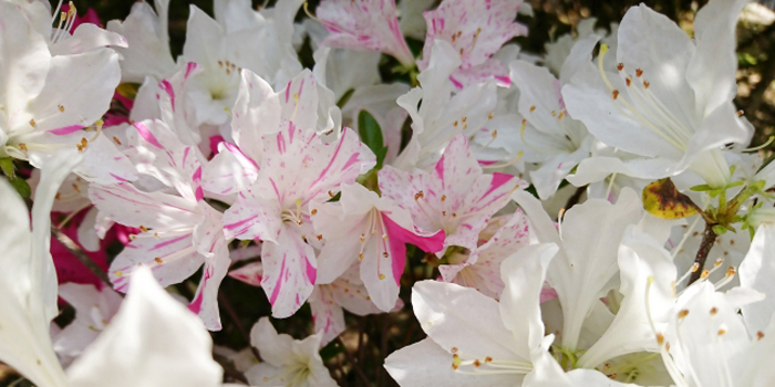 広島県廿日市市の花　さつき