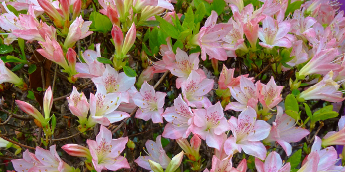 広島県東広島市の花　ツツジ