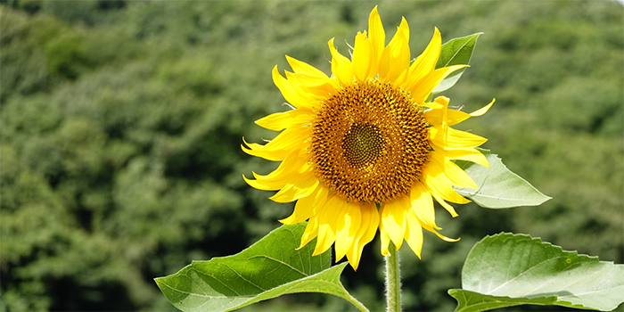 広島県海田町の花　ヒマワリ