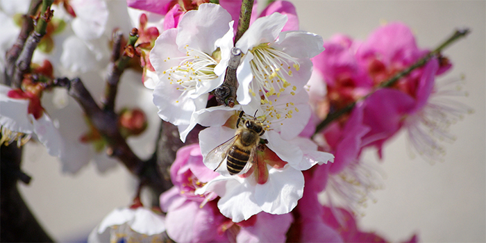 広島県熊野町の花　ウメ